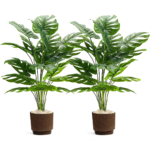 شجرة القشطه