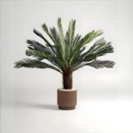 نخلة جزع قطيفه