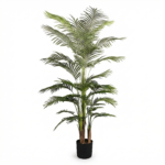 شجرة كنتيا لوكس